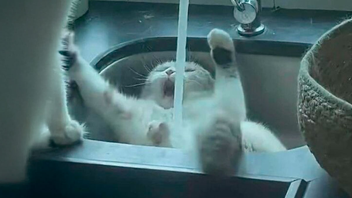 Cat lying in a sink with paws raised, playfully interacting with running water, showcasing a goofy cat moment.