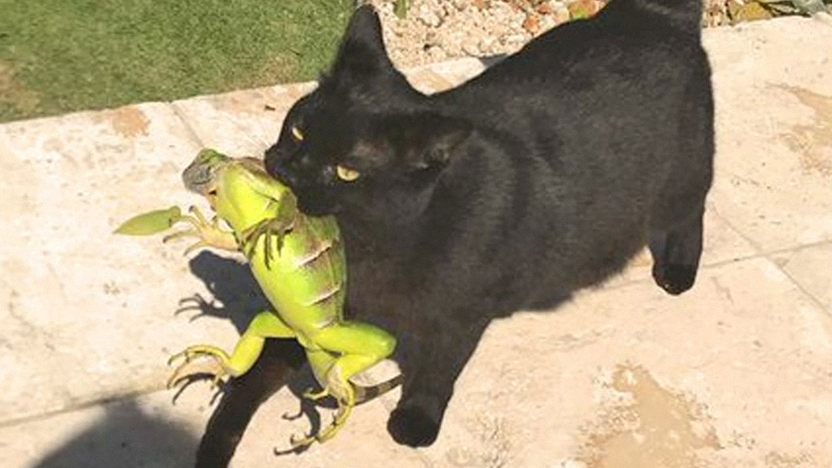Black cat carrying a large green lizard in its mouth outdoors on a sunny stone patio with grass nearby.