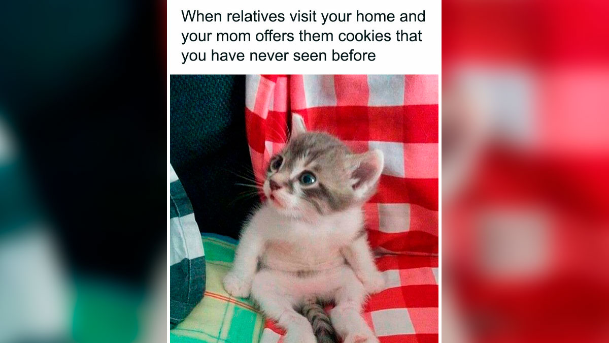 Cute kitten sitting on a red checkered blanket with a surprised expression, a funny meme about looking at memes.
