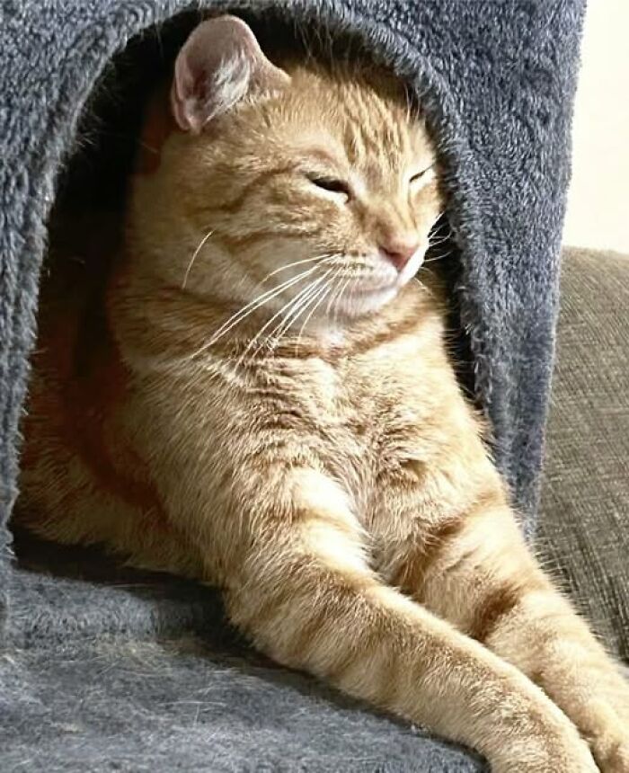 Orange tabby cat stretching and relaxing inside a cozy cat condo in a funny cute cat picture.