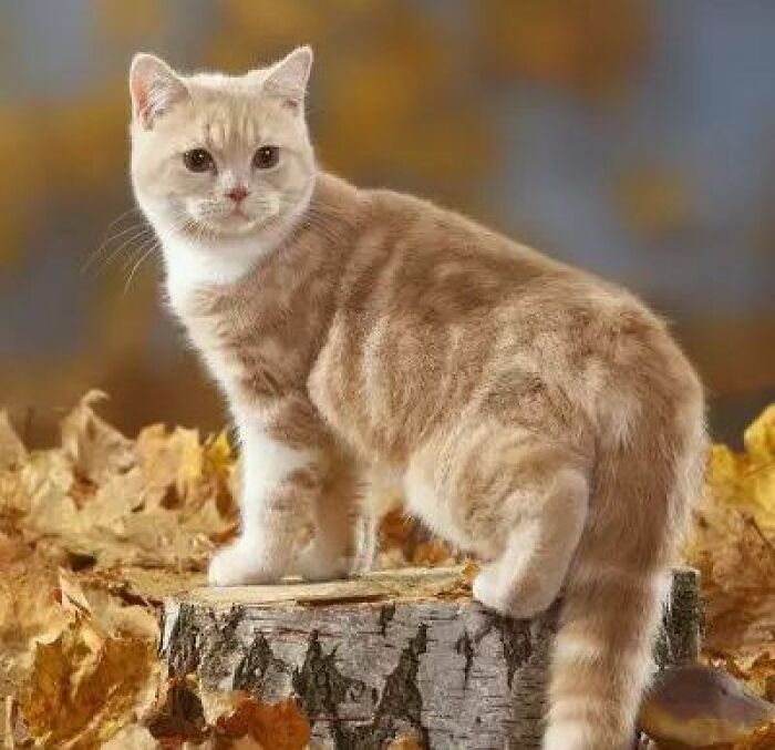 Light brown and white cat standing on a tree stump surrounded by autumn leaves in cute outdoor setting.