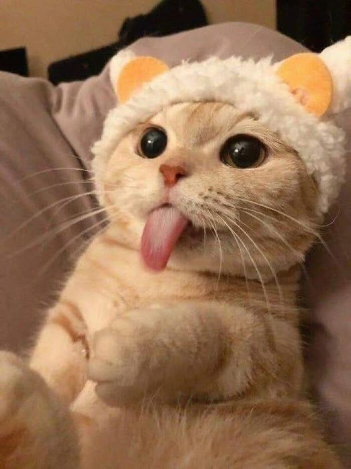 Cute cat wearing a fluffy hat with ears sticking out its tongue, showing a funny and adorable expression.