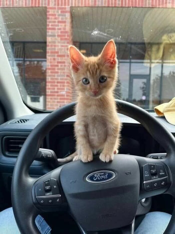 Cute kitten sitting on a car steering wheel inside a Ford vehicle, showcasing adorable and funny cat behavior.