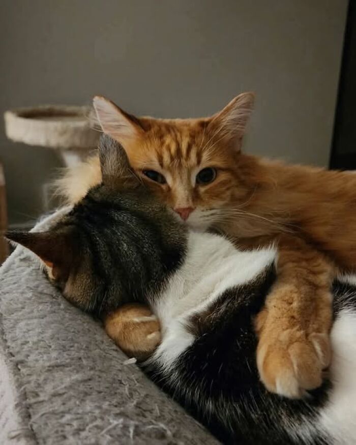 Two cats cuddling closely on a soft surface, showcasing a funny cute cat picture of affection and warmth.