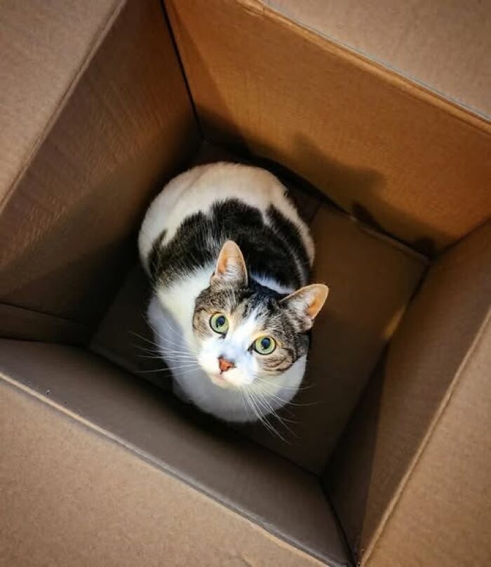 Tabby cat with green eyes sitting inside a cardboard box, showcasing a funny and cute cat in a playful moment.