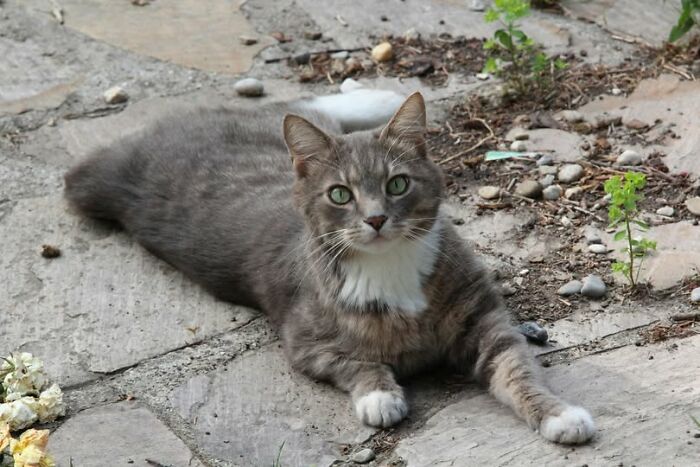 Gray and white cat with green eyes lying on stone pavement outdoors in a relaxed pose in a funny and cute cat picture style.