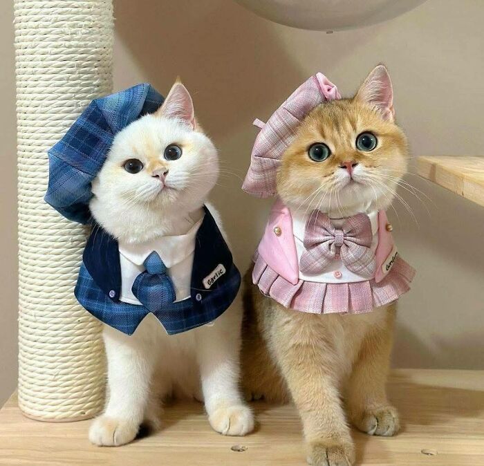 Two cute cats dressed in adorable outfits posing near a scratching post in a funny and cute cats picture setting.