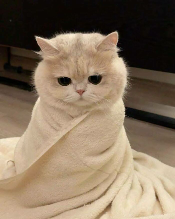 Cute cat wrapped in a soft blanket sitting on the floor with big eyes, a funny and adorable cat picture.