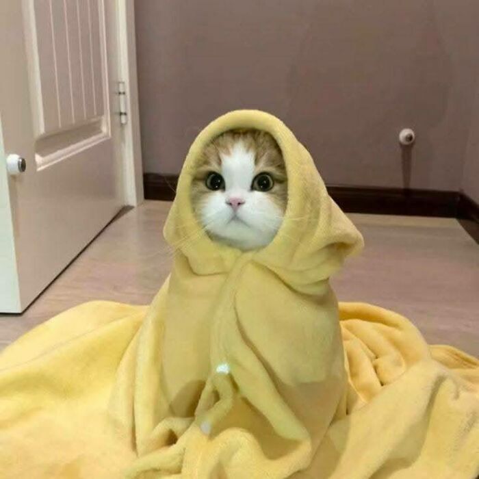 Cute cat wrapped in a yellow blanket with big eyes sitting on the floor in a cozy home setting, an example of funny and cute cat pictures