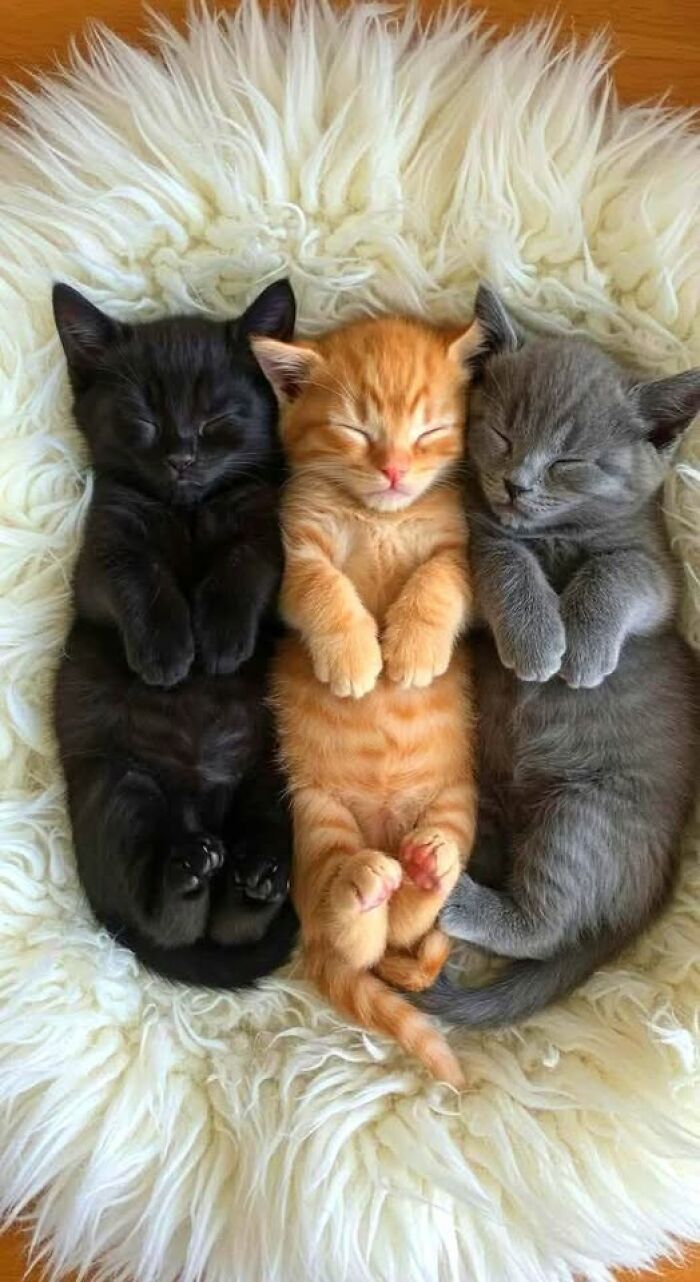 Cute pic of three sleeping kittens in black, orange, and gray colors cuddled together on a soft white furry blanket.
