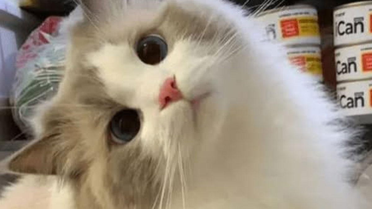 Fluffy cat with big eyes and a pink nose tilting its head in a cute pose in front of stacked cans, funny cute cats pictures.