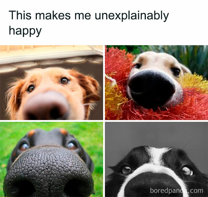 Close-up of four dogs' noses in a wholesome animal memes collage to make you forget your worries for a while.