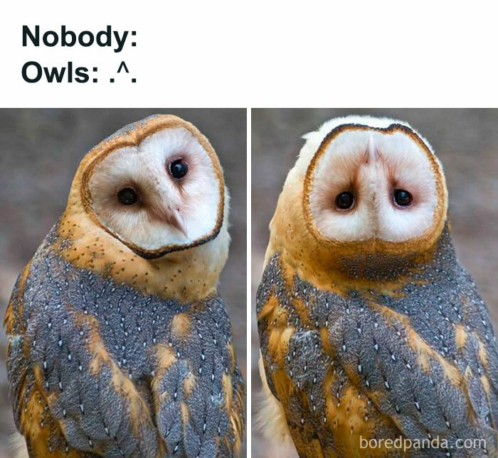 Two barn owls tilting their heads with curious expressions, featured in wholesome animal memes.
