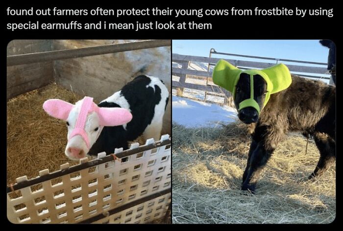 Two young cows wearing colorful earmuffs to protect them from frostbite in a wholesome animal memes collection.