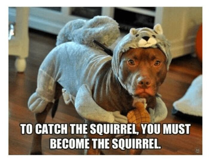 Dog dressed in a squirrel costume holding a toy, featured in a wholesome animal meme to lift your spirits.