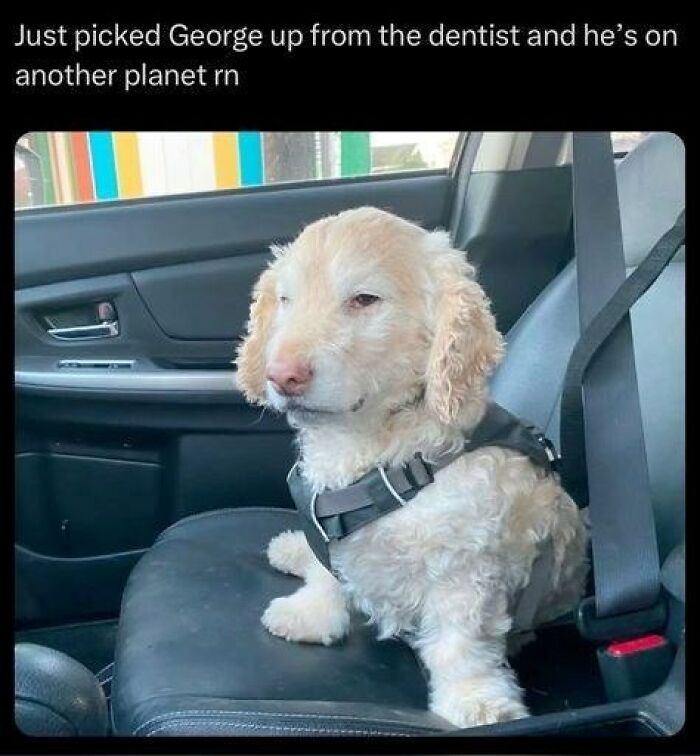 Sleepy dog wearing a harness in a car seatbelt, looking dazed after a visit to the dentist in wholesome animal memes.