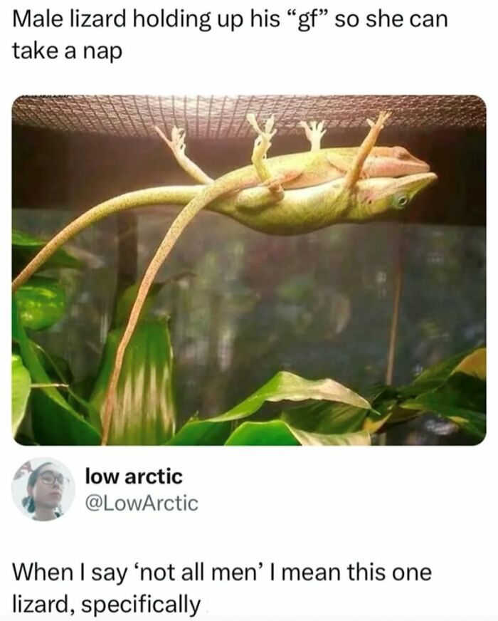 Two lizards clinging to a mesh ceiling, one holding the other up, shown as a wholesome animal meme moment.