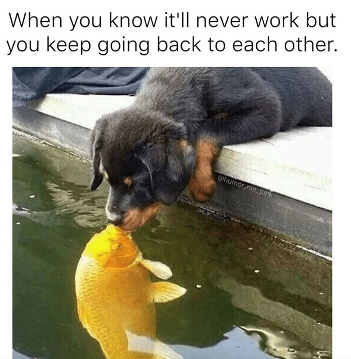 Puppy and golden fish touching noses by the water, a wholesome animal meme to brighten your day.