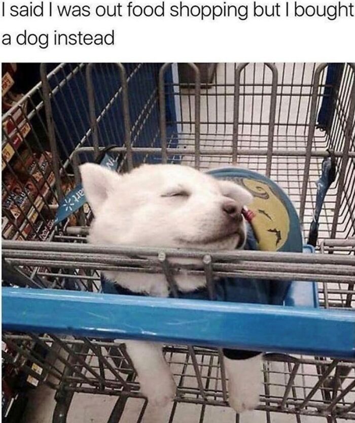 Sleeping white puppy in a shopping cart wearing a blue outfit, one of the wholesome animal memes to brighten your day.