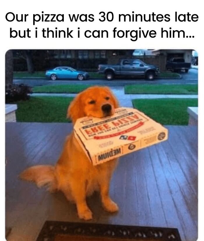Golden retriever holding a pizza box in its mouth, showing wholesome animal meme to lighten the mood.