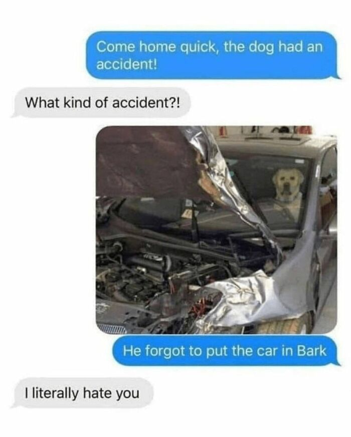 Funny-Memes-Animal-Antics