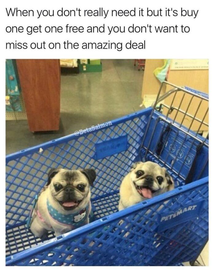 Two happy pugs sitting in a Petsmart cart illustrating wholesome animal memes to make you forget your worries.