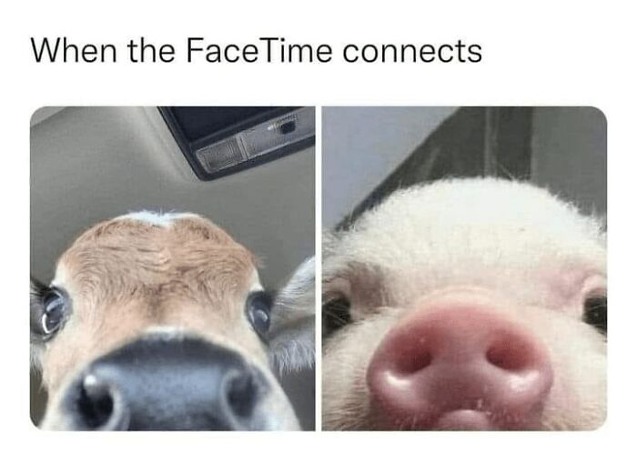 Funny-Memes-Animal-Antics