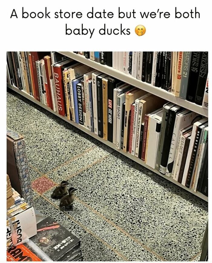 Two baby ducks walking on a bookstore floor near shelves filled with books, wholesome animal memes inspiration.
