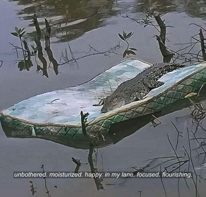 Crocodile resting calmly on a floating mattress in water, showcasing a wholesome animal meme vibe.