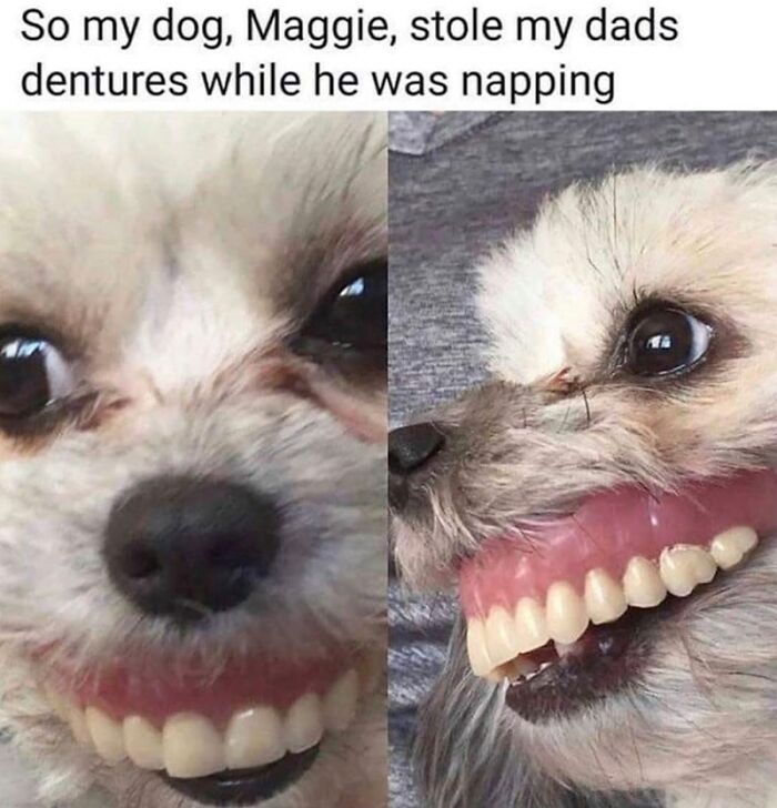 Close-up of a dog holding dentures in its mouth, one of the wholesome animal memes to brighten your day.