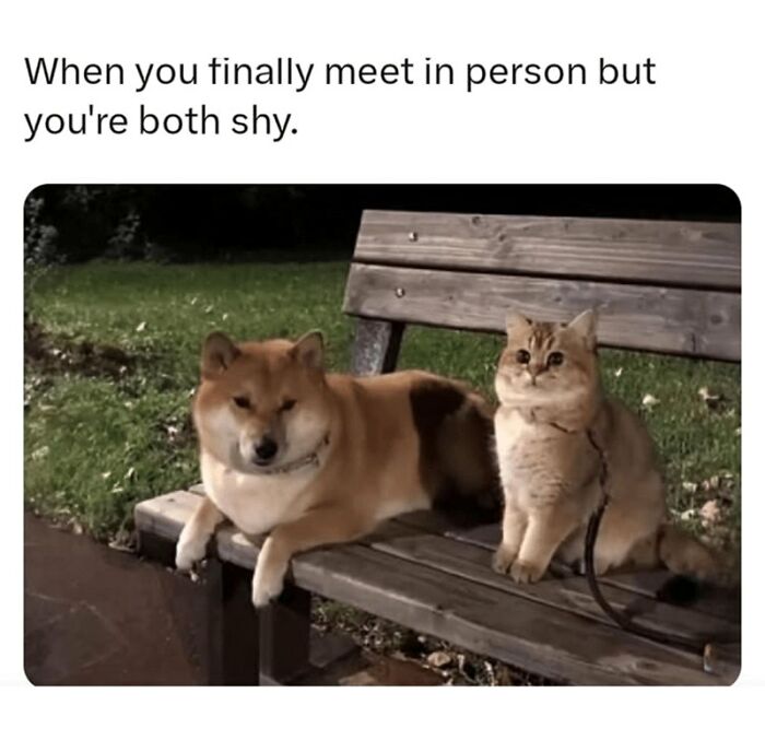 Shy dog and cat sitting quietly on a park bench together in a wholesome animal meme.