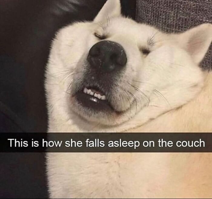 Smiling dog peacefully asleep on couch, a wholesome animal meme to brighten your day and ease worries.