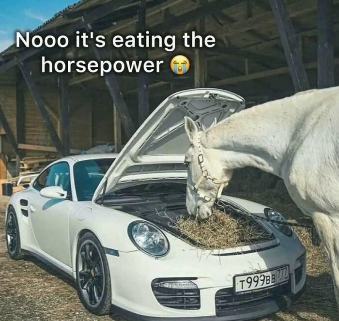White horse eating hay from the open hood of a white sports car in a barn, a wholesome animal meme with humor.
