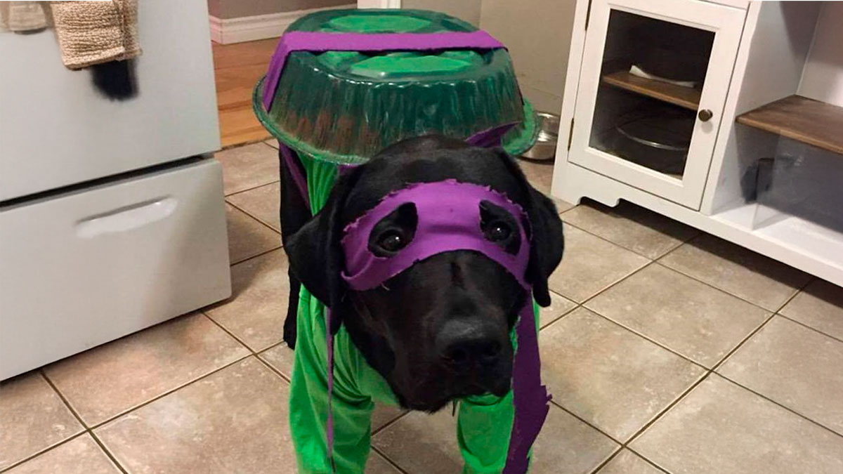Black dog dressed as a Teenage Mutant Ninja Turtle in a green and purple costume, standing on a tiled kitchen floor.