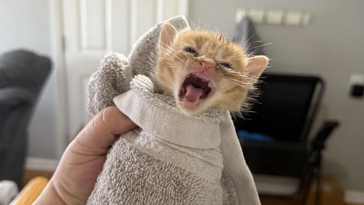 Tiny orange kitten meowing loudly while wrapped in a gray towel, showing a born to scream cat moment.