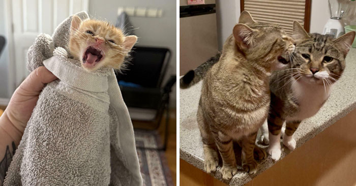 “Born To Scream!”: 93 Cats Who Couldn’t Keep Their Meows To Themselves (New Pics)