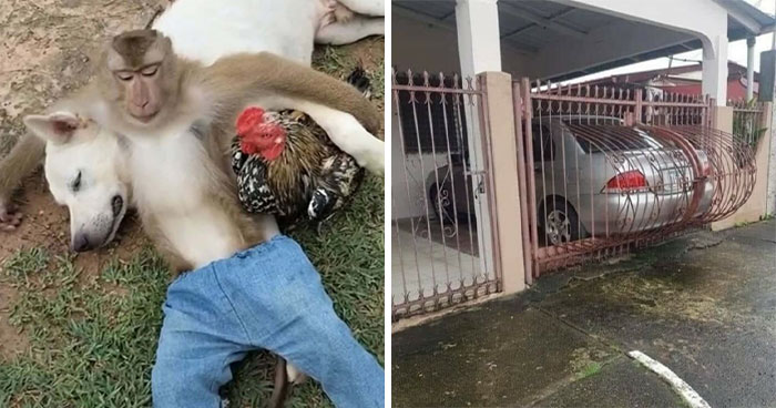 26 Imágenes inexplicables y enervantes no aptas para débiles