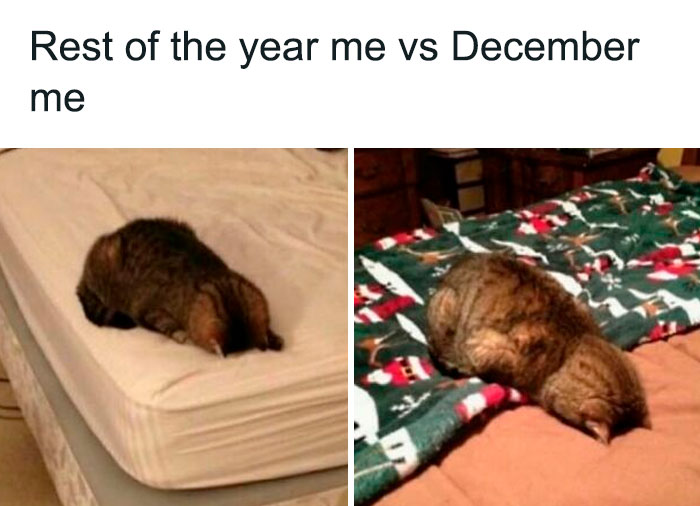Cat lying face down on a bed in two different settings, illustrating relatable memes about relationships and emotions.