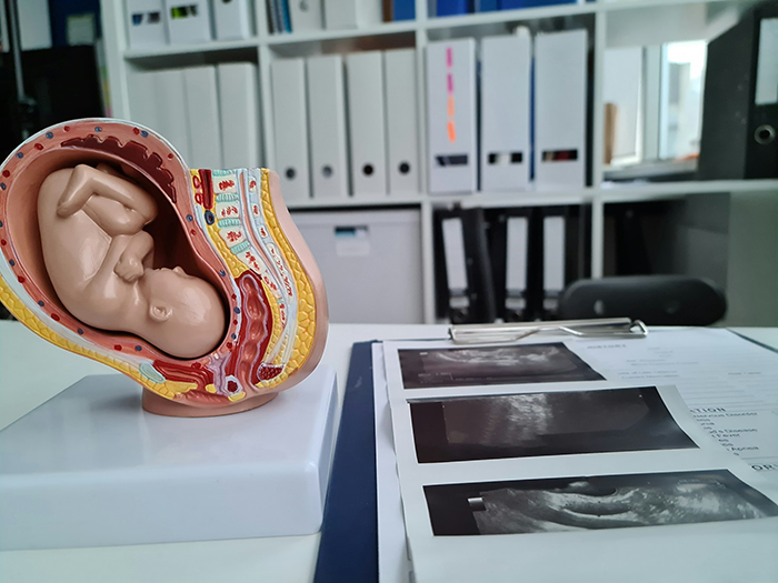 Model of fetus inside womb next to ultrasound images representing IVF and pregnancy concepts in medical office. Model of fetus inside womb next to ultrasound images representing IVF and pregnancy concepts in medical office.