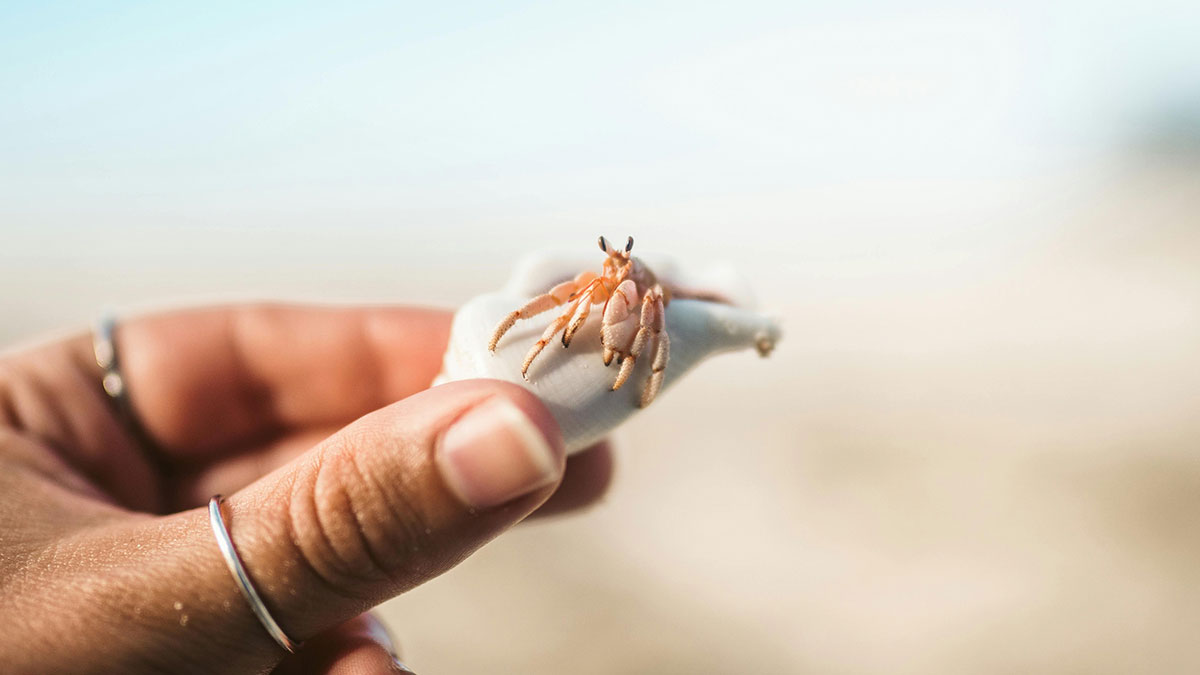 Close-up of a person holding a small hermit crab in a shell, highlighting hermit crabs as pets for kids.