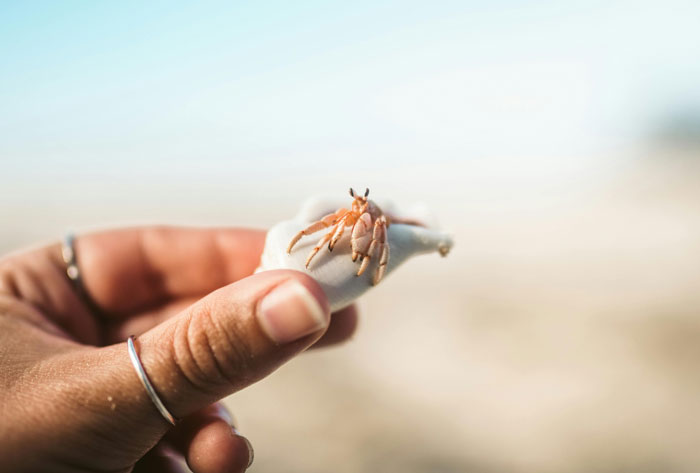 Close-up of a hand holding a hermit crab on a white shell, relating to teacher giving kids hermit crabs as pets. Close-up of a hand holding a hermit crab on a white shell, relating to teacher giving kids hermit crabs as pets.