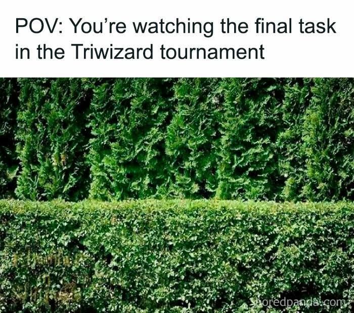 View of green hedges with text referencing the final task in the Triwizard tournament from Harry Potter memes.