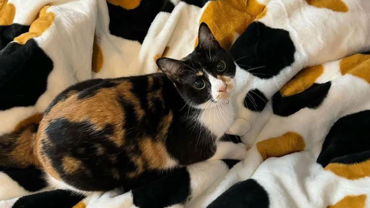 Calico cat blending in with a black, white, and orange patterned blanket showing purrfectly camouflaged cats.