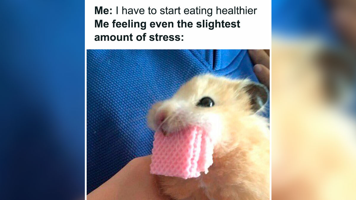 Cute hamster stress eating a pink wafer, illustrating relatable memes about work and stress relief humor.