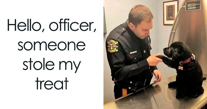 50 Truthful Memes About What It’s Like To Have A Dog