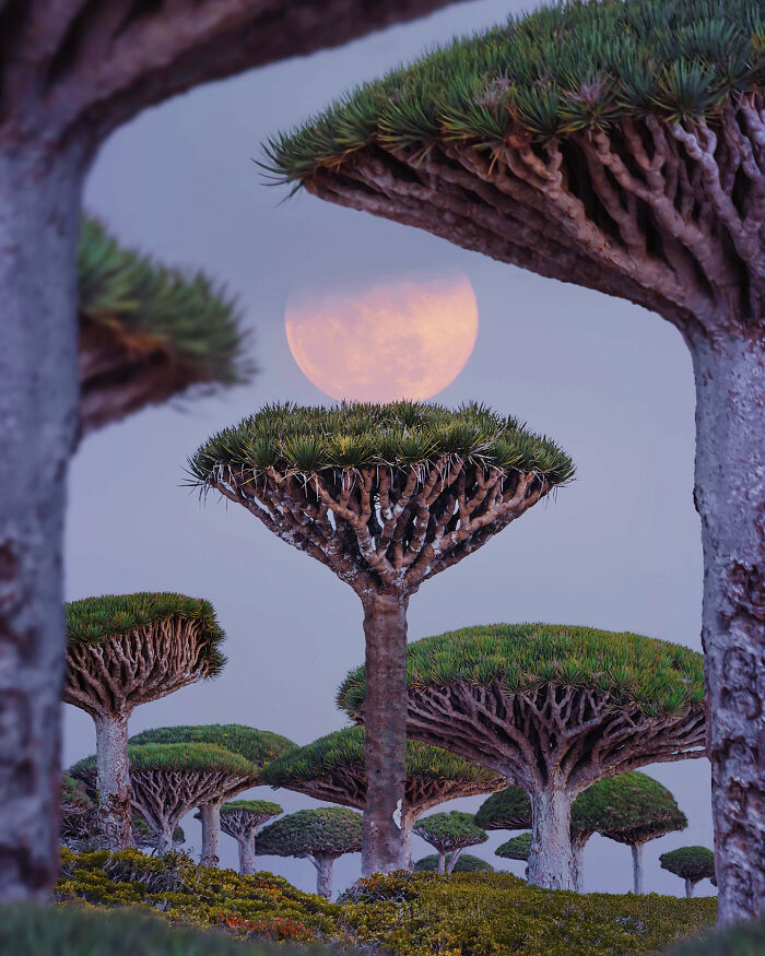 Moon And Dragon Trees. These Trees Are Endemic To Socotra Because They Have Red Sap—Dragon Blood