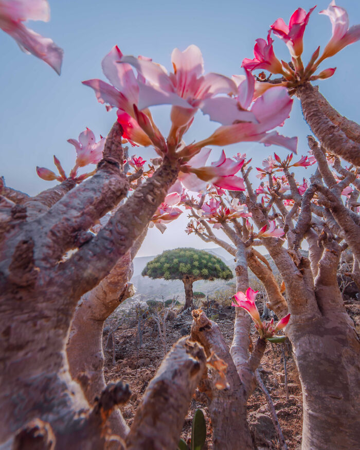 Flowering Dragon Tree, Shot Through A Flowering Bottle Tree