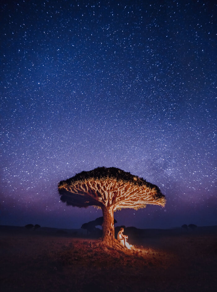 Dragon's Blood Tree At Night