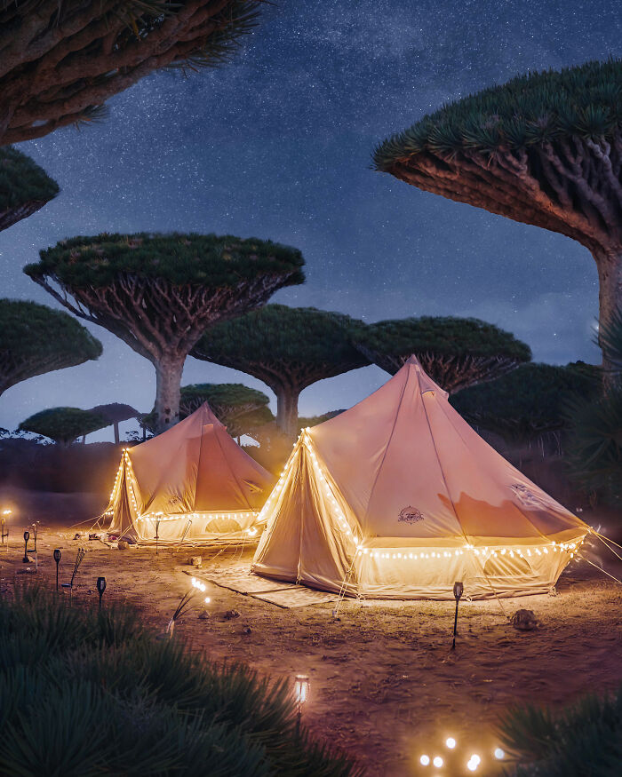 Dragon's Blood Trees And Our Tents