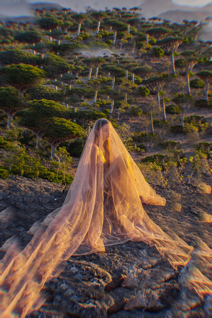 Creative Morning Shooting In Dragon Trees